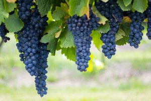 Saddler's Creek Vineyard